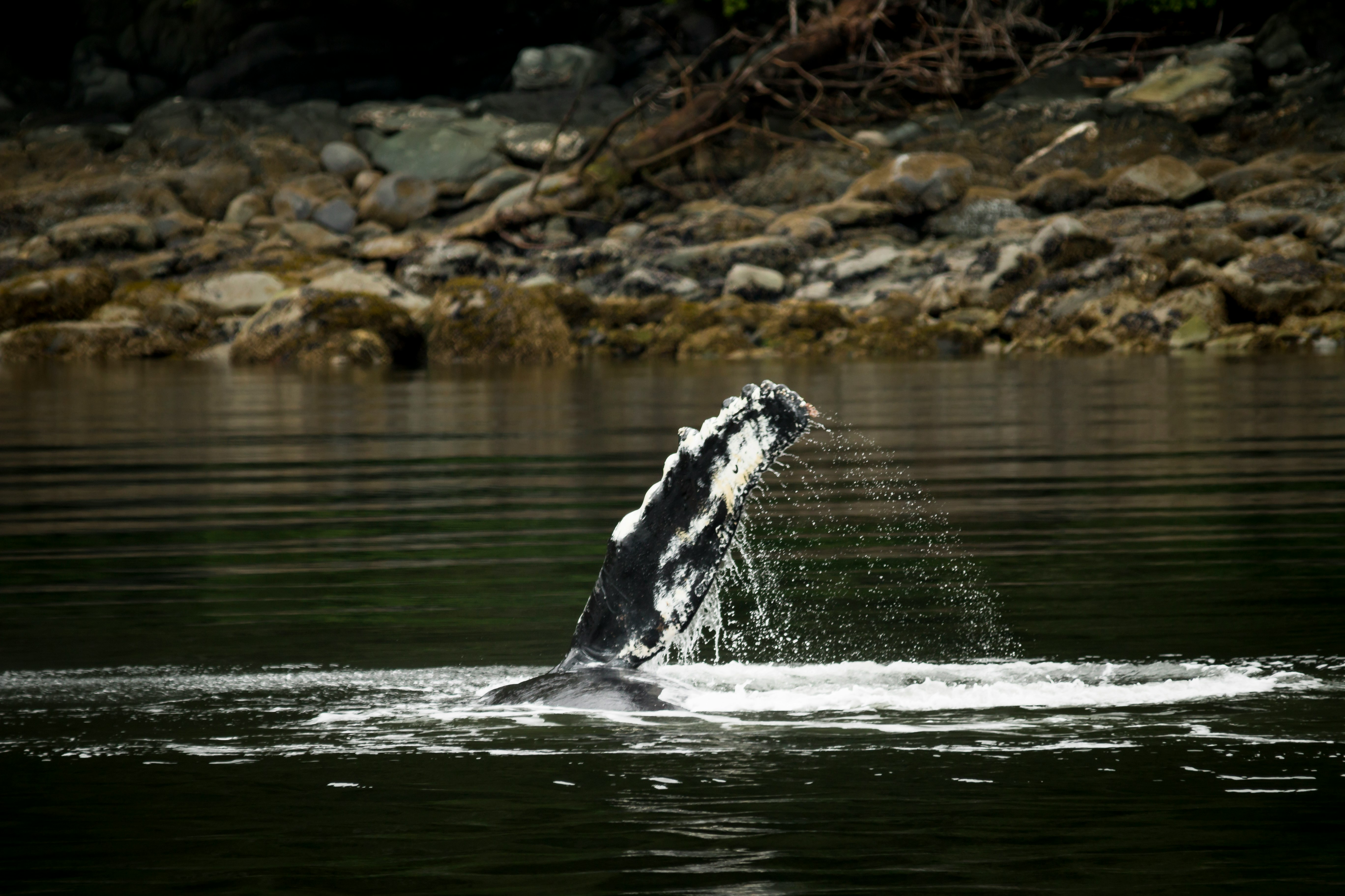 whale swimming in body of water